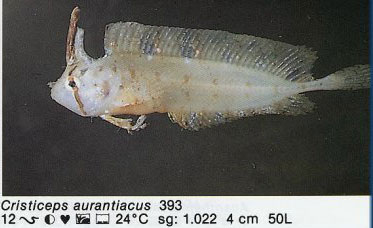Cristiceps aurantiacus